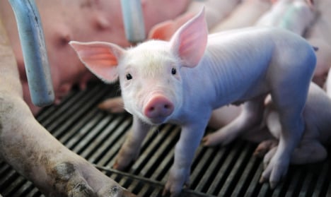 Farm workers squashed 72 piglets to death in sick video