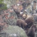 Spain’s mild winter is waking bears from hibernation early
