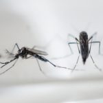 Zika virus: France’s pregnant women told to skip Caribbean