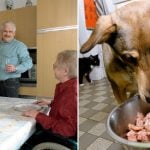 Seniors’ Xmas ragout turns out to be dog food