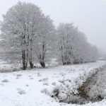 <b>Fog and frost in a forest near Cuxhaven, Lower Saxony.</b>Photo: DPA