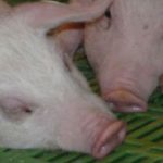 Spain’s pig farmers thrive despite Russian embargo