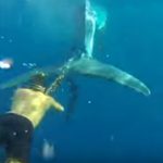 Free Willy: Spanish swimmer saves whale caught in illegal fishing net