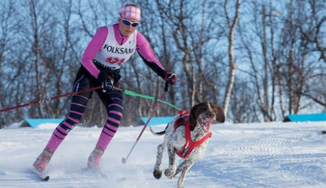 Swedish racing dog does poo and then takes gold