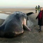Two sperm whales wash up on German coast
