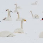 <b>Swans in the snow by the Oder river, Brandenburg.</b> Photo: DPA