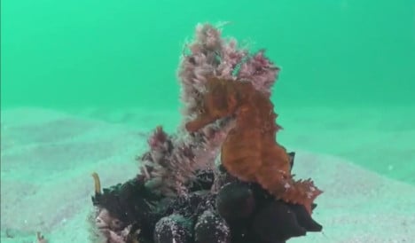 Watch: This rare seahorse has just been discovered in Spain