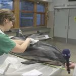 Swedes flipper out at dolphin dissection on TV