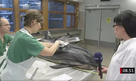 Swedes flipper out at dolphin dissection on TV