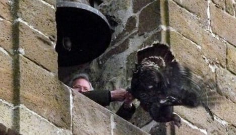 Protesters lose fight to save turkey from bell tower plunge