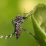IAEA boffins seek to end Zika menace