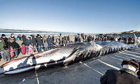 Giant whale washed up on Denmark beach