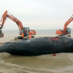 Eight dead sperm whales found on German beach