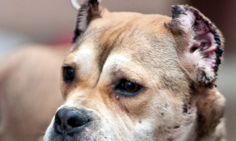 Spain arrests vets and hunters for cutting dogs' ears and tails