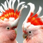 German city says ‘nein’ to woman’s nine parrots