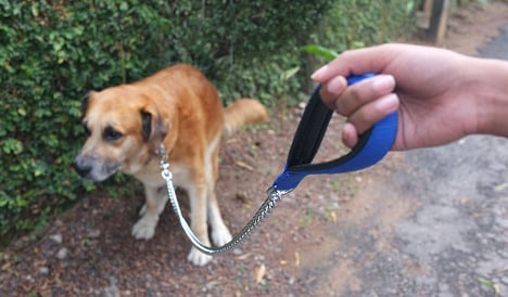 The war on dog poo: Spanish town turns to DNA testing