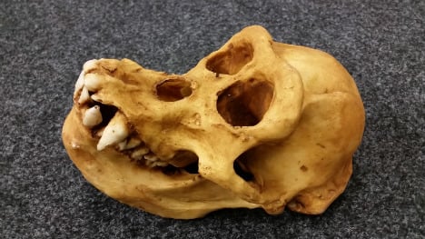Customs seize ‘stinking’ ape skull from traveller’s luggage
