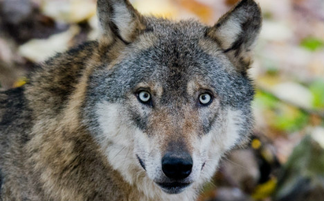 Berlin to teach Germans how to dance with wolves