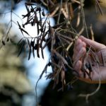 Growers despair as disease ravages Italy’s olive groves