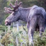 ‘Aggressive elk’ no match for Norway kids with snowballs