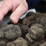 Weather wreaks havoc on French truffles
