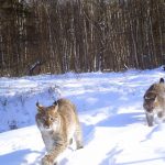 WATCH: Rare peek at Swedish wild lynx caught on camera