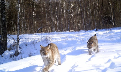 WATCH: Rare peek at Swedish wild lynx caught on camera
