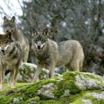 Wolf explosion in Liguria leads to calls for cull