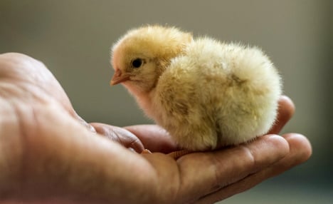 Berlin refuses legal ban on shredding chicks