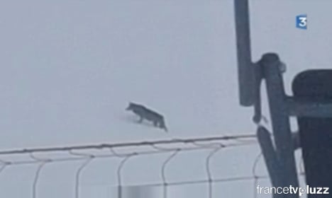Wolf appears on the slopes at French Alps ski resort