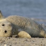 Record numbers of baby seals born on North German islands