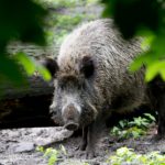 Wild boar droves refuse to let Cologne dead rest in peace