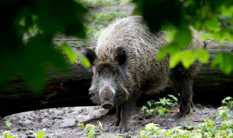 Wild boar droves refuse to let Cologne dead rest in peace
