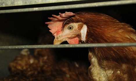 Denmark's largest grocer to phase out cage eggs