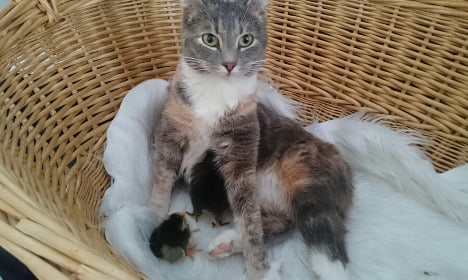 Swedish cat adopts two baby chicks and it’s incredibly cute