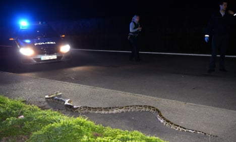 4-meter python discovered on south German road