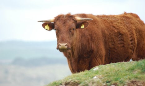 North Sweden fugitive bulls found safe