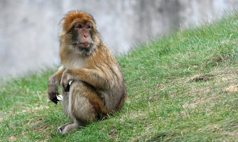 Monkey survived six weeks on the loose in Denmark