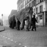 Errr... "Ma cherie, I'm just going to take the elephant for a walk." In 1941, you could have popped out to get a baguette and come across an elephant. Buy this image by clicking here: <a href="http://www.parisenimages.fr/en/collections-gallery/13235-9-elephants-streets-paris-march-1941" =""="">www.parisenimages.fr/en</a> 