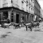 Ran out of milk? Just pop out and get some from the goat milk seller. At least you could do that inthe first decade of the 20th century in Paris. Buy this image by clicking here: <a href="http://www.parisenimages.fr/en/collections-gallery/12126-14-goat-milk-seller-paris-1900-1910">www.parisenimages.fr/en</a>