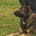 Claws out after hero dog gets police procession