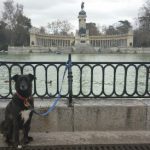 Bad owners to sweep streets in Madrid’s war on dog poo