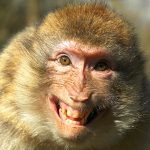 Monkeys on the loose in Denmark – again