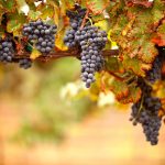 Italians fear wine drought after Germans eat all the grapes