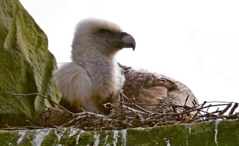 Gay vulture couple adopts egg in German zoo