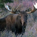 Charging rogue elk killed by Swedish hunter