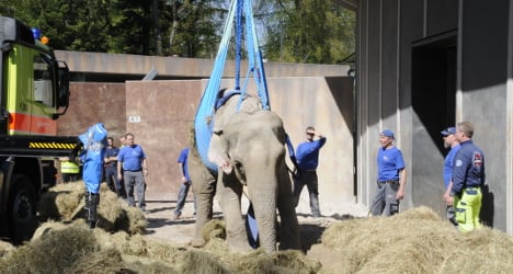 Zurich firemen use crane to haul old elephant to her feet