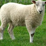 Italian shepherd who offers ‘lawnmower sheep’ fined €12k