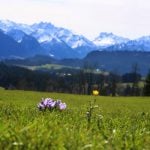 Crocuses in bloom in the Bavarian AlpsPhoto: DPA