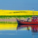 A fishing boat in front of a rape seed field.Photo: DPA